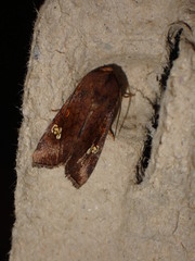 Amphipoea oculea