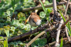 Certhiaxis cinnamomeus