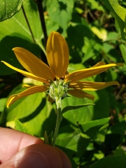 Helianthus strumosus