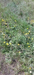 Taraxacum serotinum