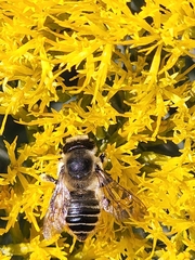 Megachile