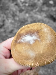 Caloboletus rubripes