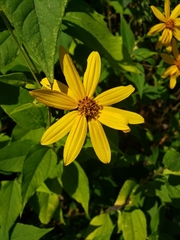 Helianthus strumosus