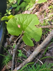 Asarum canadense