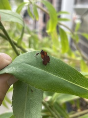 Galasa nigrinodis