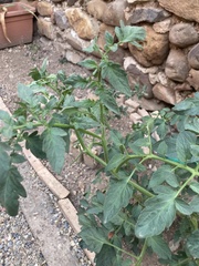 Solanum lycopersicum