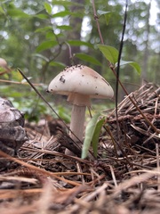 Amanita