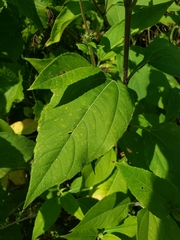 Helianthus strumosus