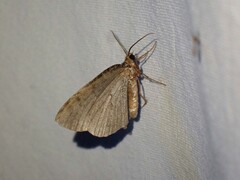 Hydriomena furcata