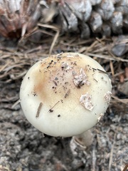 Amanita