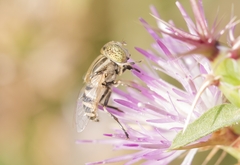 Eristalinus megacephalus