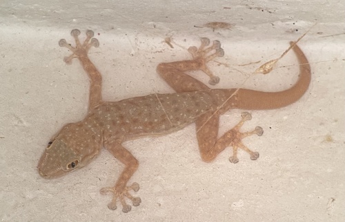 Oudri's Fan-footed Gecko
