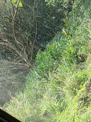 Hedychium coronarium