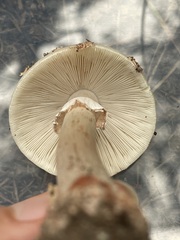 Amanita