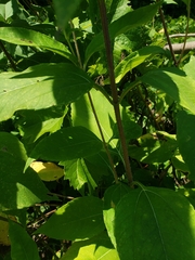 Helianthus strumosus
