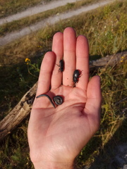 Dorcus parallelipipedus