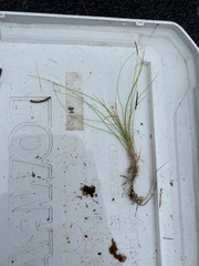 Eleocharis acicularis