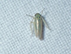 Macrosteles