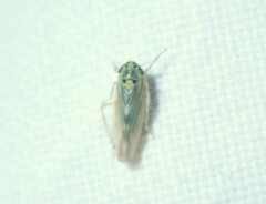 Macrosteles