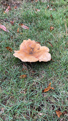 Lactifluus hygrophoroides