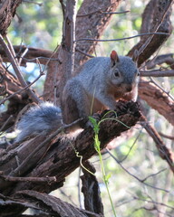 Sciurus arizonensis
