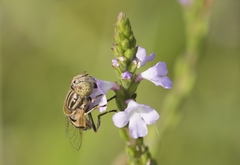 Eristalinus megacephalus