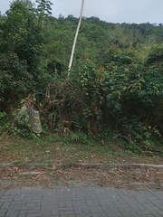 Hedychium coronarium