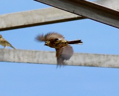 Emberiza cirlus