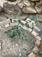 Quercus rotundifolia
