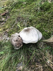 Agaricus placomyces