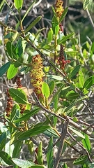 Colliguaja odorifera