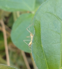 Zelus renardii