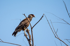 Caracara plancus