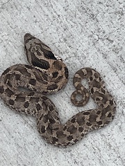 Heterodon platirhinos