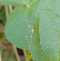 Zelus renardii