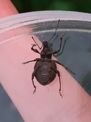 Otiorhynchus