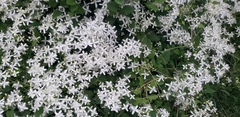 Clematis terniflora