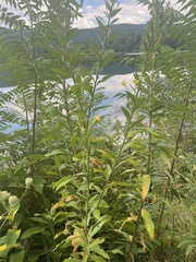 Oenothera parviflora