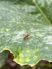 Phyllopalpus pulchellus