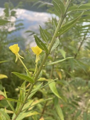 Oenothera parviflora