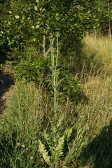 Dipsacus laciniatus