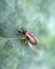 Phyllopalpus pulchellus