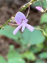 Hylodesmum