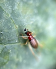 Phyllopalpus pulchellus