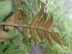 Polypodioideae