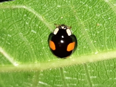 Harmonia axyridis