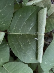 Insecta