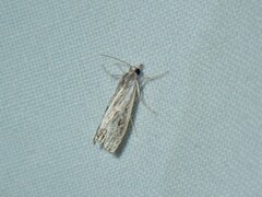 Catoptria verellus