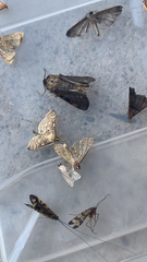 Herpetogramma pertextalis