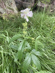 Sidalcea candida